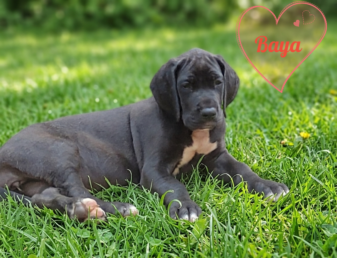 Des Terres Du Grazo - Chiots disponibles - Dogue allemand