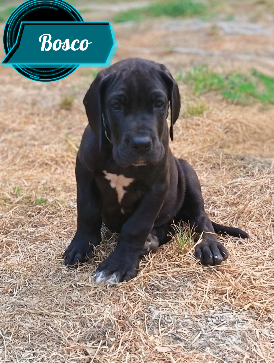 Des Terres Du Grazo - Chiots disponibles - Dogue allemand