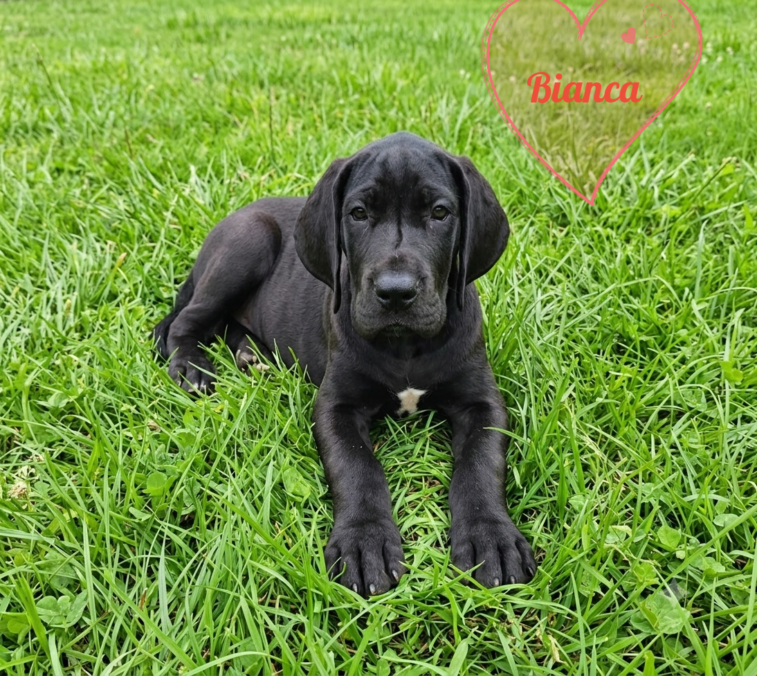 Des Terres Du Grazo - Chiots disponibles - Dogue allemand