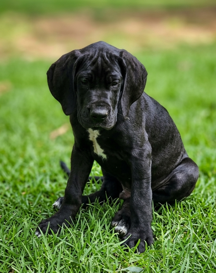 Des Terres Du Grazo - Chiots disponibles - Dogue allemand