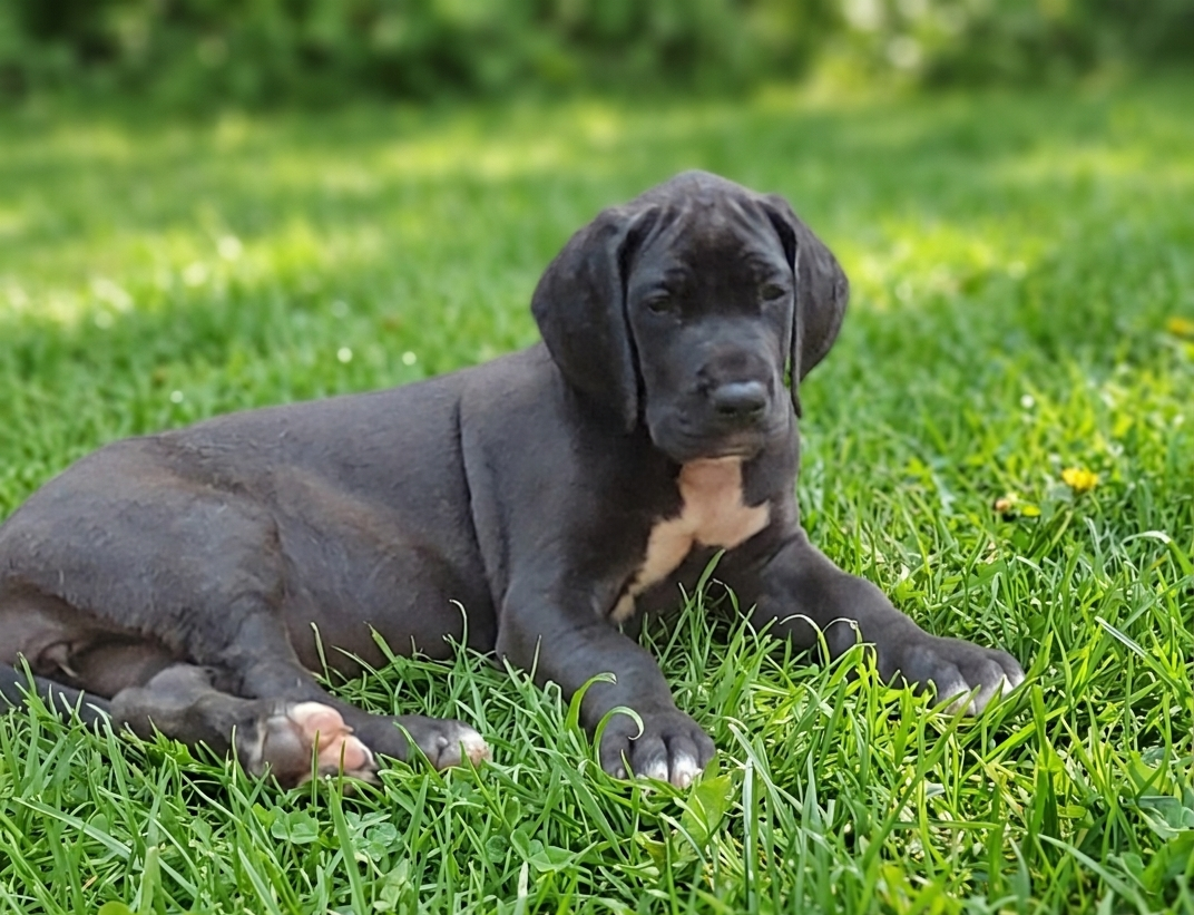 Des Terres Du Grazo - Chiots disponibles - Dogue allemand