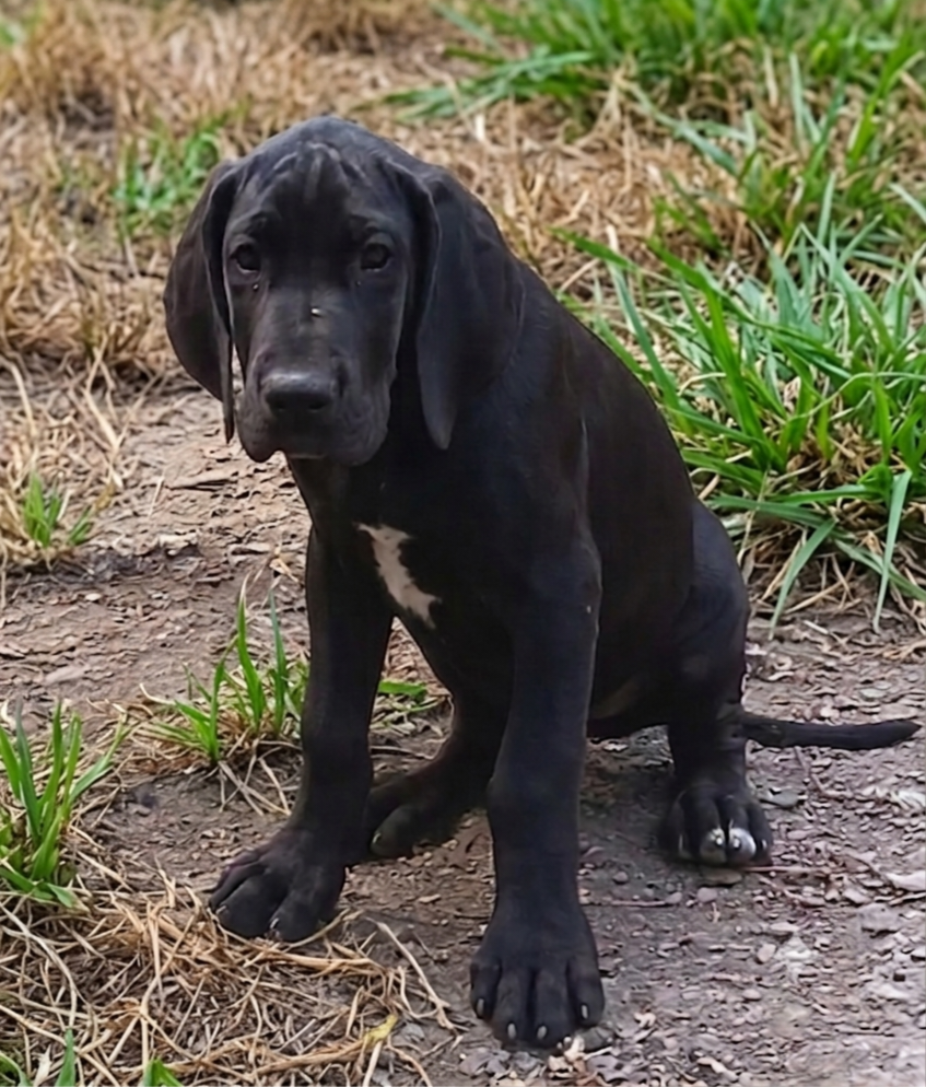 Des Terres Du Grazo - Chiots disponibles - Dogue allemand