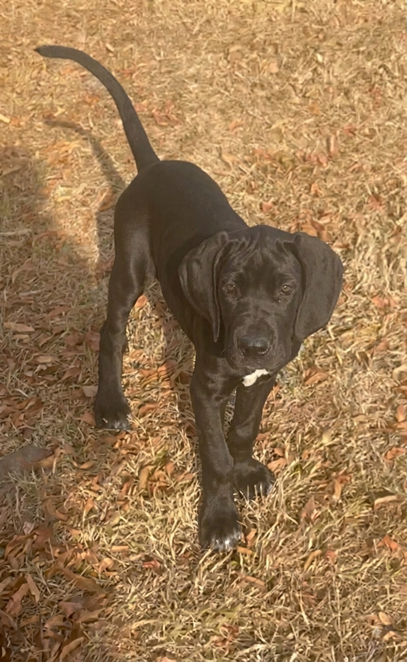 Des Terres Du Grazo - Chiots disponibles - Dogue allemand