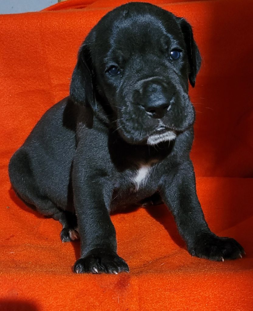 Des Terres Du Grazo - Chiots disponibles - Dogue allemand