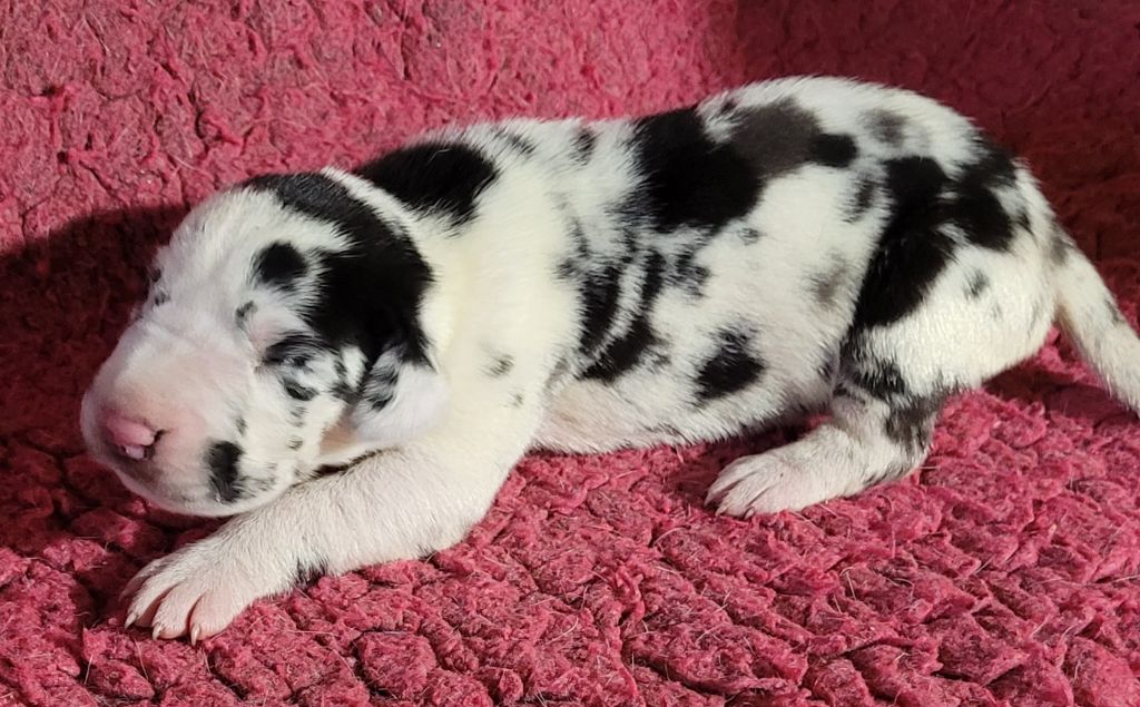 Des Terres Du Grazo - Chiots disponibles - Dogue allemand
