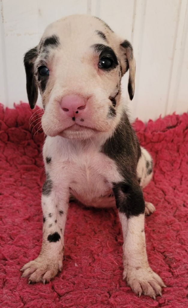 Des Terres Du Grazo - Chiots disponibles - Dogue allemand