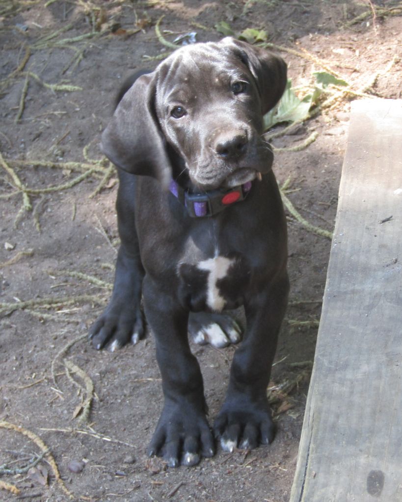 Des Terres Du Grazo - Chiots disponibles - Dogue allemand