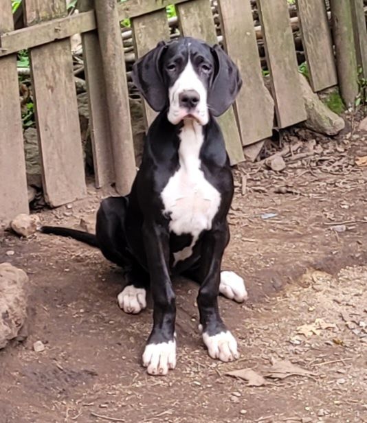 Des Terres Du Grazo - Chiots disponibles - Dogue allemand