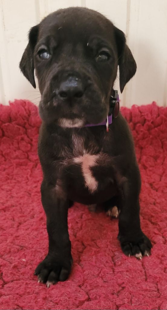 Des Terres Du Grazo - Chiots disponibles - Dogue allemand