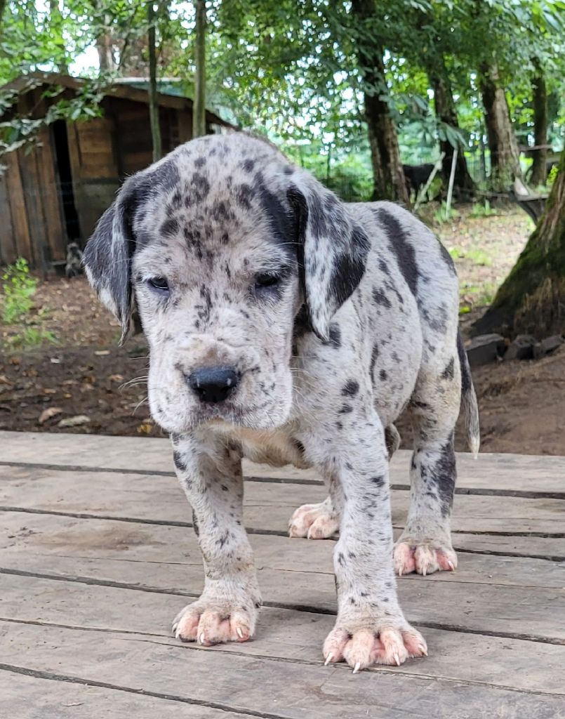 Des Terres Du Grazo - Chiots disponibles - Dogue allemand