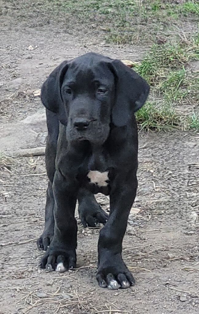 Des Terres Du Grazo - Chiots disponibles - Dogue allemand