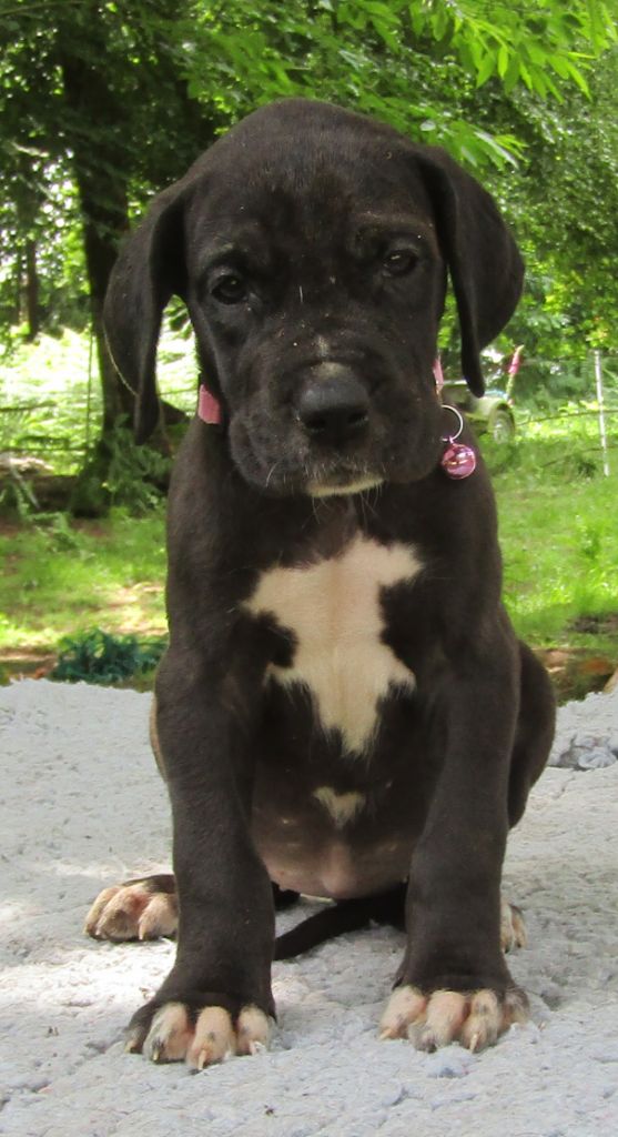 Des Terres Du Grazo - Chiots disponibles - Dogue allemand