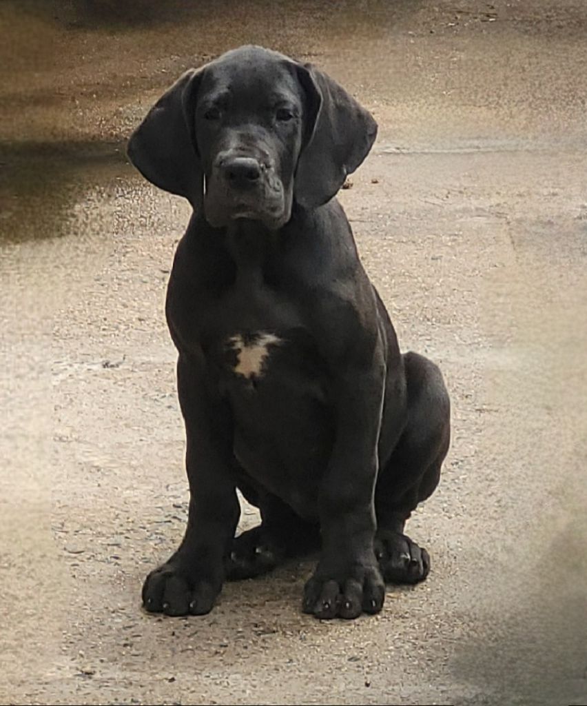 Des Terres Du Grazo - Chiots disponibles - Dogue allemand