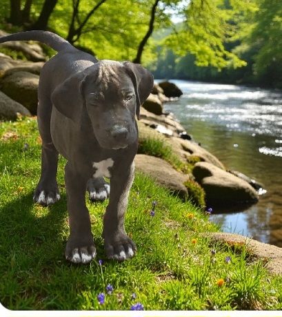 Des Terres Du Grazo - Chiots disponibles - Dogue allemand