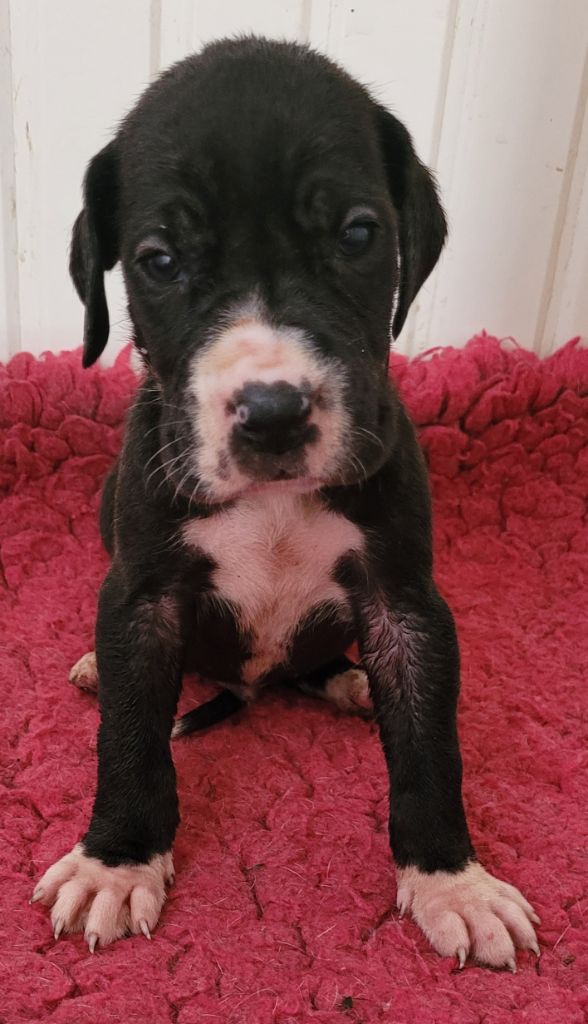 Des Terres Du Grazo - Chiots disponibles - Dogue allemand