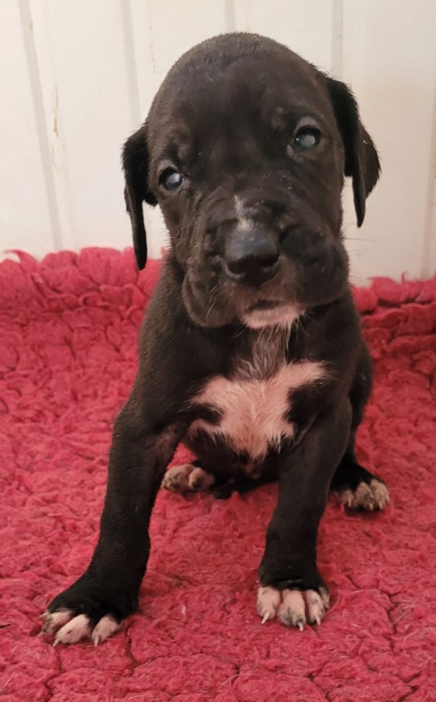 Des Terres Du Grazo - Chiots disponibles - Dogue allemand