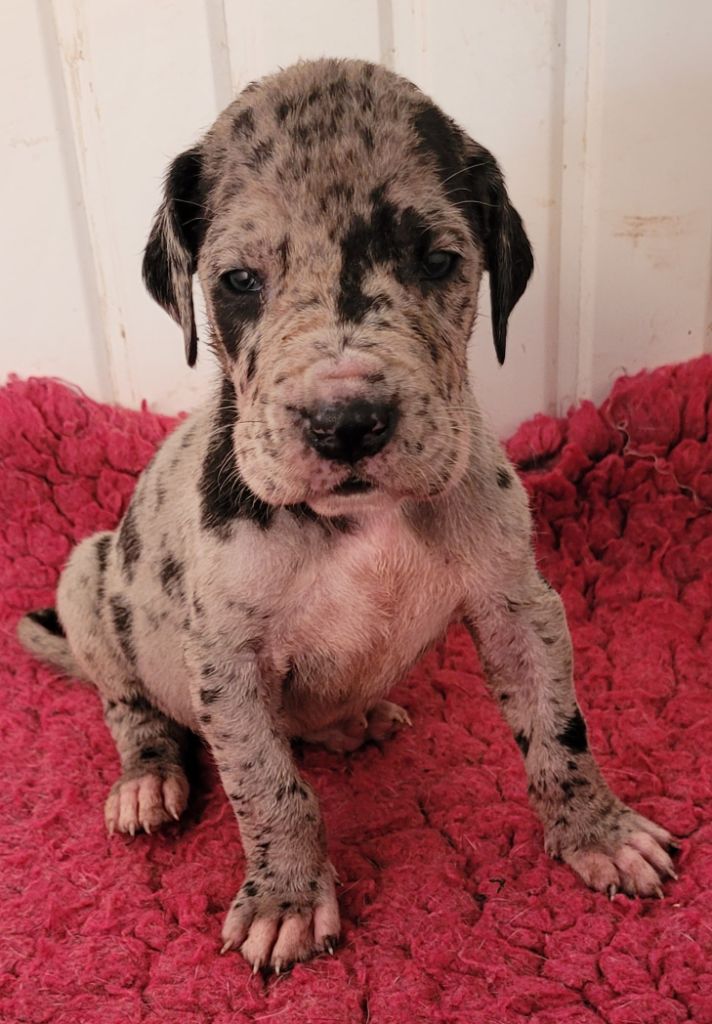 Des Terres Du Grazo - Chiots disponibles - Dogue allemand
