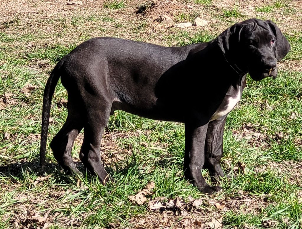 Des Terres Du Grazo - Chiots disponibles - Dogue allemand