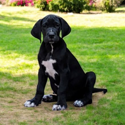 Des Terres Du Grazo - Chiots disponibles - Dogue allemand