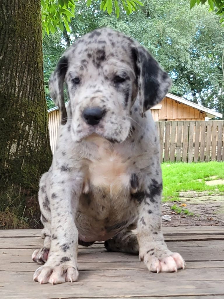 Des Terres Du Grazo - Chiots disponibles - Dogue allemand