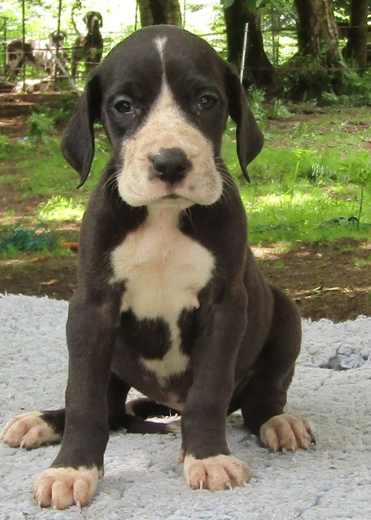 Des Terres Du Grazo - Chiots disponibles - Dogue allemand