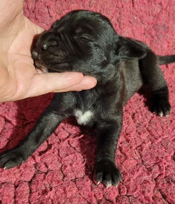 CHIOT 1