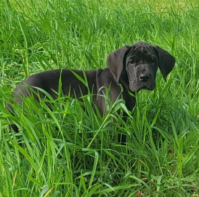 Bahya