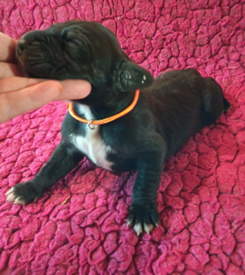 Chiot N°8