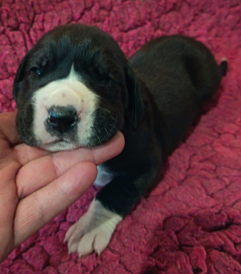 Chiot N°2