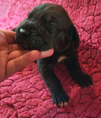 Chiot N°4