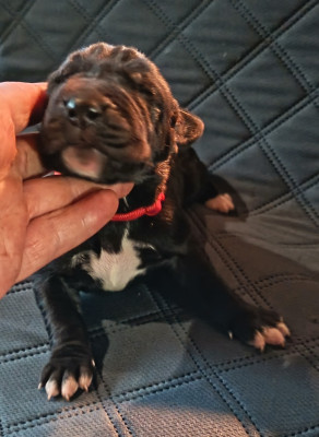 Chiot N°6