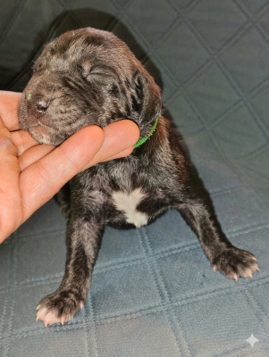 Chiot N°2