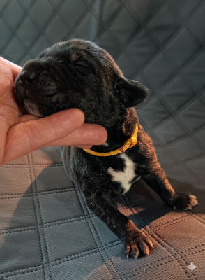 Chiot N°3