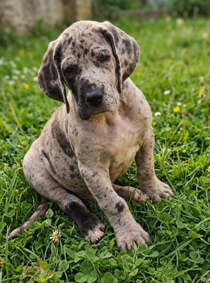 Ben