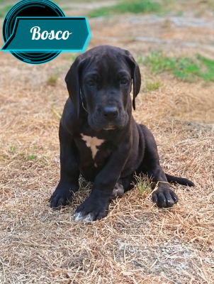 Bosco