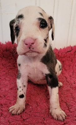 CHIOT 6