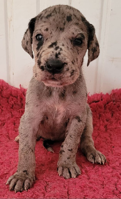 CHIOT 7
