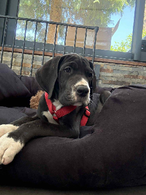 APACHE