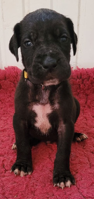 CHIOT 3