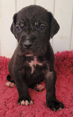 CHIOT 2