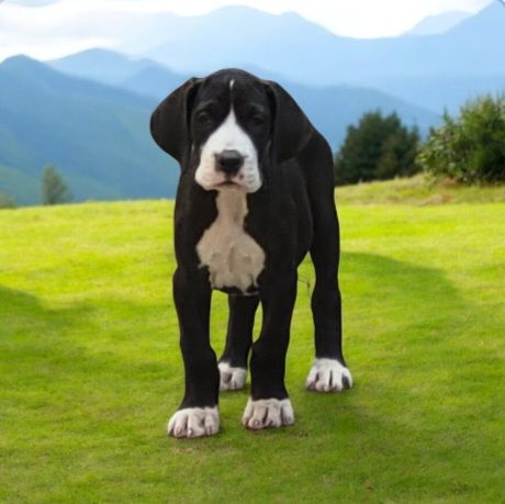Des Terres Du Grazo - Chiots disponibles - Dogue allemand