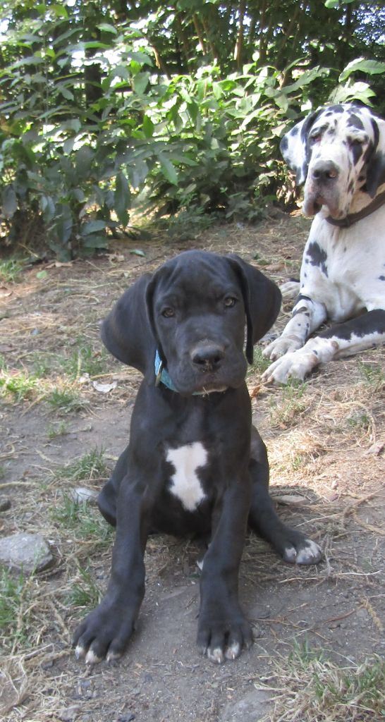 Des Terres Du Grazo - Chiots disponibles - Dogue allemand
