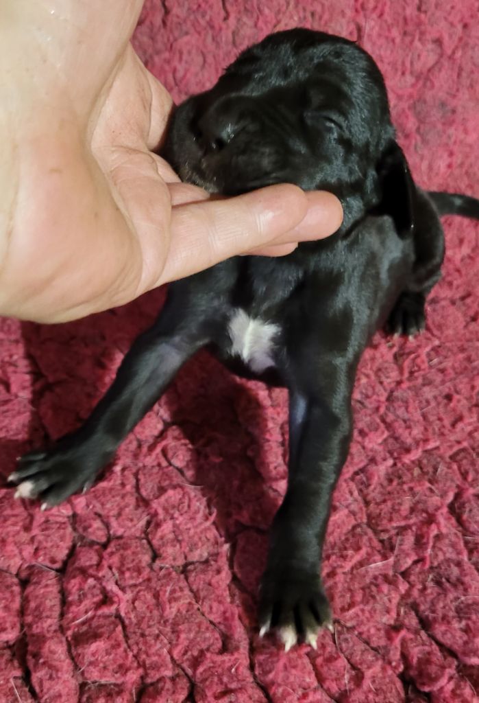 Des Terres Du Grazo - Chiots disponibles - Dogue allemand