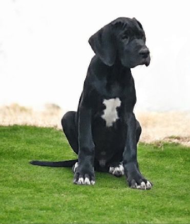 Des Terres Du Grazo - Chiots disponibles - Dogue allemand