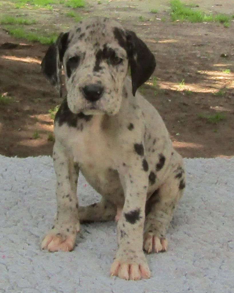Des Terres Du Grazo - Chiots disponibles - Dogue allemand