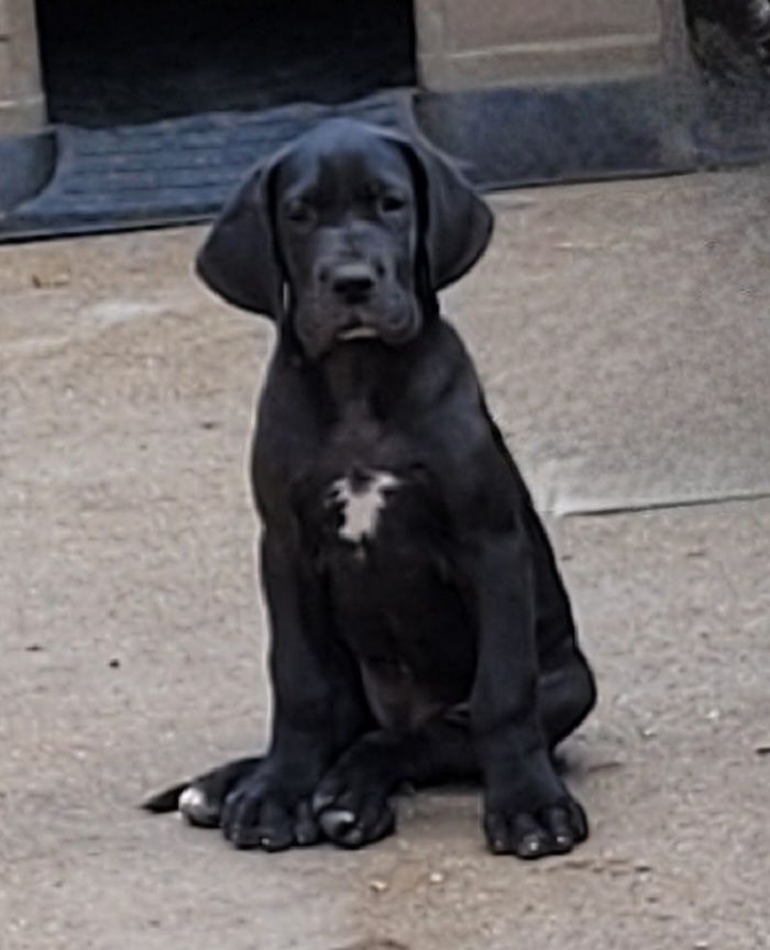 Des Terres Du Grazo - Chiots disponibles - Dogue allemand