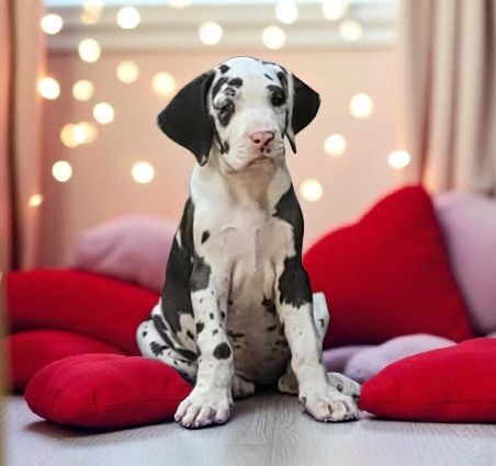 Des Terres Du Grazo - Chiots disponibles - Dogue allemand