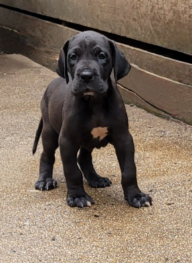Des Terres Du Grazo - Chiots disponibles - Dogue allemand