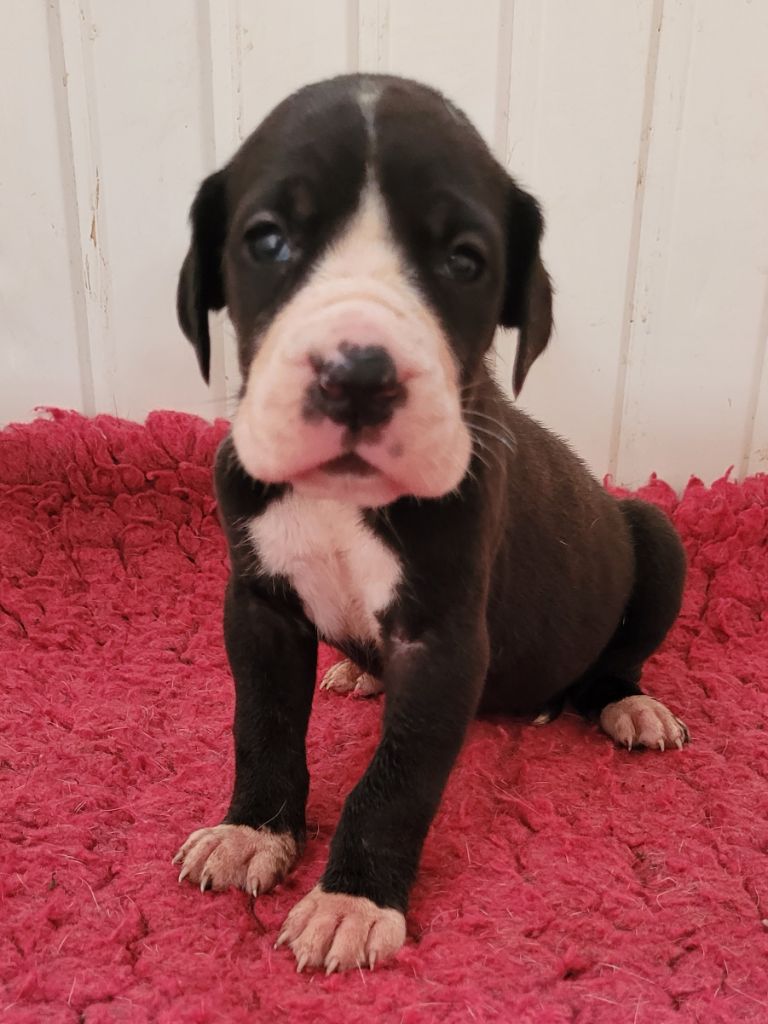 Des Terres Du Grazo - Chiots disponibles - Dogue allemand